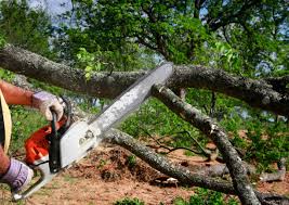 Best Seasonal Cleanup (Spring/Fall)  in Waymart, PA