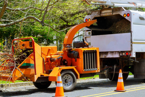 How Our Tree Care Process Works  in  Waymart, PA